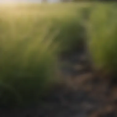 Fescue Grass in Sustainable Agriculture Fescue grass thriving in a sustainable agricultural setting