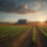 Vibrant Mississippi farmland with crops