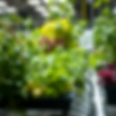 Variety of herbs thriving in a hydroponic environment