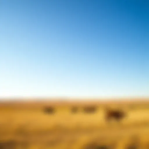 Expansive Kansas Ranch Landscape Expansive Kansas ranch landscape under a bright blue sky