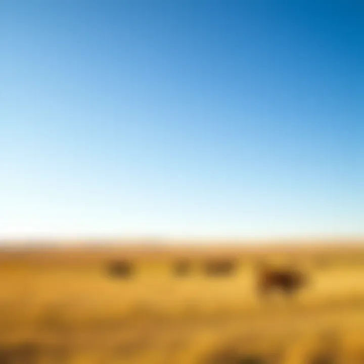 Expansive Kansas Ranch Landscape Expansive Kansas ranch landscape under a bright blue sky