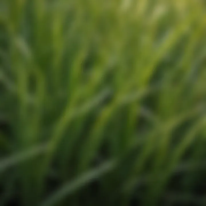 Close-up of Meyer Zoysia grass blades showcasing texture