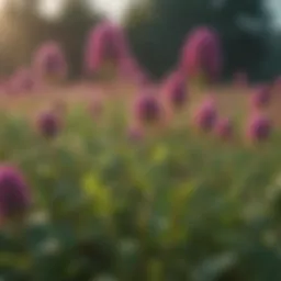 Different red clover varieties in a field