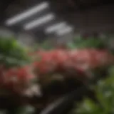 Full-spectrum LED grow light illuminating a lush indoor garden