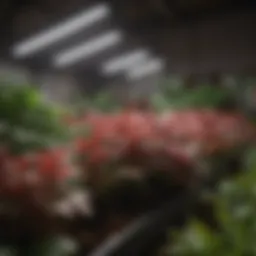 Full-spectrum LED grow light illuminating a lush indoor garden