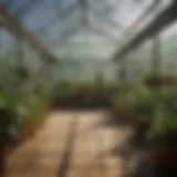 Interior view of a greenhouse showcasing plant growth and layout