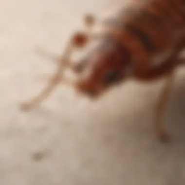 Close-Up of a Bed Bug Close-up of a bed bug on a surface