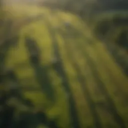 Vibrant pasture divided into sections for grazing