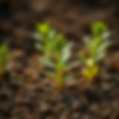 Exploring the Role of Boron in Plant Growth and Development Summary