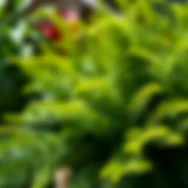 Healthy Walmart Fern Care A well-maintained Walmart fern showcasing vibrant green foliage