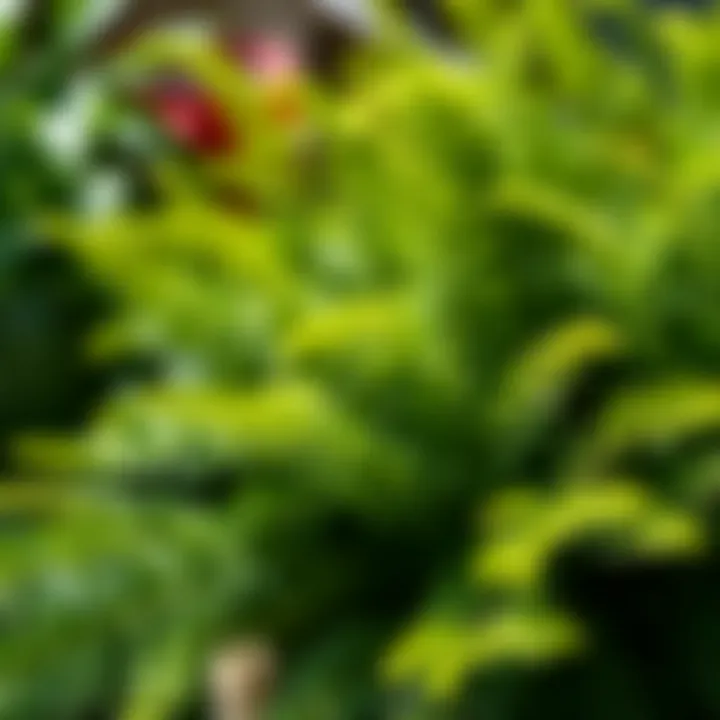 Healthy Walmart Fern Care A well-maintained Walmart fern showcasing vibrant green foliage