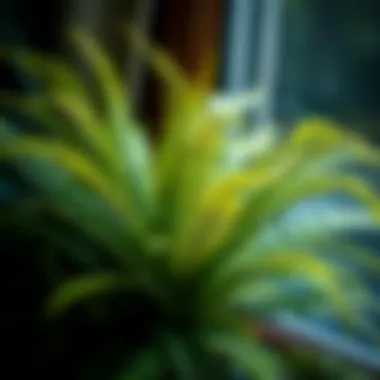 Ecological Benefits of Walmart Ferns Walmart ferns contributing to indoor air quality