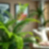 Lush Walmart fern plant in a modern living room setting