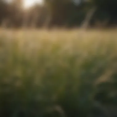 Field of cool-season grasses thriving in a natural habitat