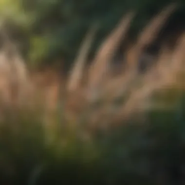 Close-up of ornamental grasses in a garden setting