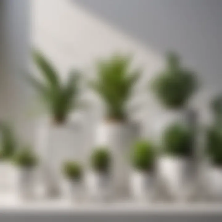 Arrangement of various white square pots with different plant species