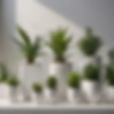 Diverse Plant Arrangement in White Square Pots Arrangement of various white square pots with different plant species