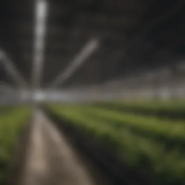 Indoor Farming Revolutionized by Xtreme LEDs Innovative indoor farming setup utilizing Xtreme LEDs