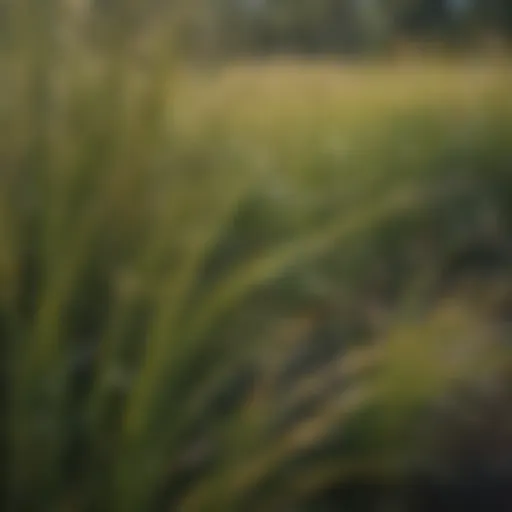 Diverse grass types in North Carolina landscape