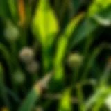 Close-up of various grass weeds showcasing leaf structures