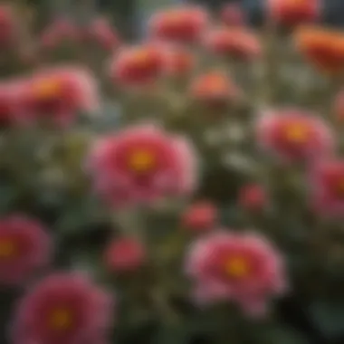 Vibrant Blooms from Grow More Fertilizer Close-up of vibrant blooms nourished by Grow More Bloom Fertilizer