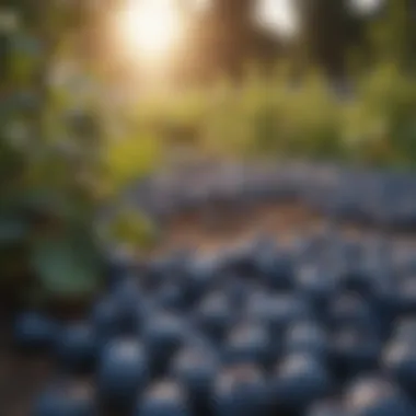 Ripe Blueberries Ready for Harvest Close-up of ripe blueberries ready for harvest
