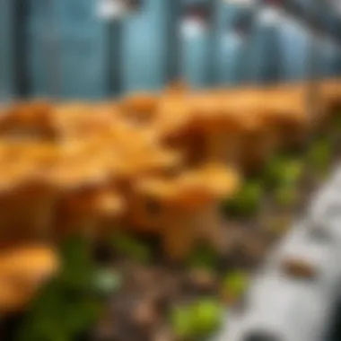 Innovative Mycelium Cultivation Techniques Innovative techniques for mycelium cultivation in controlled environments