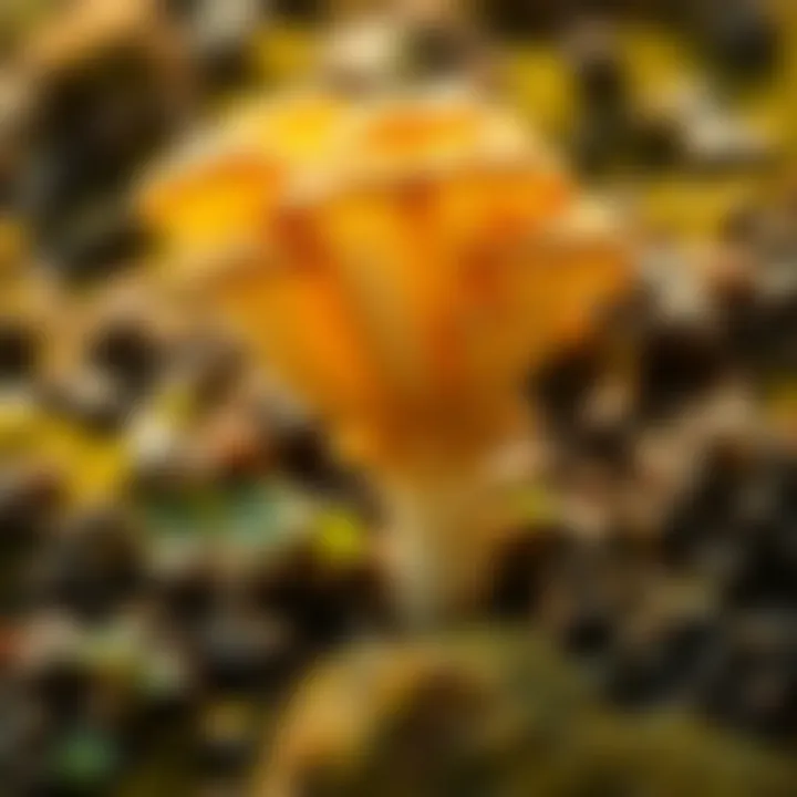 Benefits of Mycelium in Sustainability Showcasing the benefits of mycelium in sustainable practices