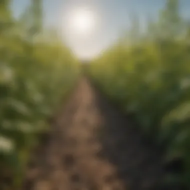 Healthy Crops in Weed-Controlled Environments Visual of diverse crops thriving in controlled weed environments