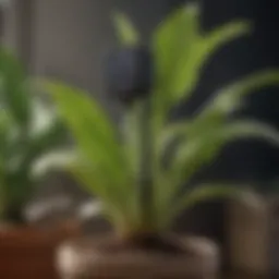 Close-up of a moisture sensor in a potted plant