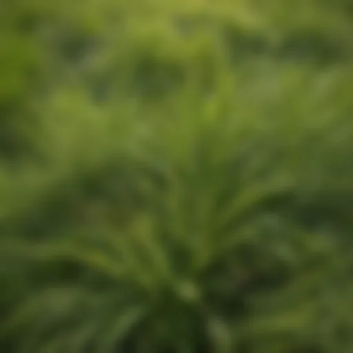 Close-up of a healthy lawn showcasing different grass types