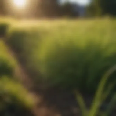 Vibrant Tall Fescue Under Sunlight A lush tall fescue lawn under bright sunlight