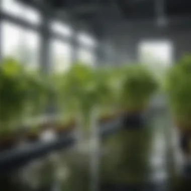 Hydroponic nutrient solution in a clear reservoir