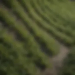 A close-up view of a textured weed barrier fabric used in agriculture.
