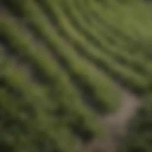 A close-up view of a textured weed barrier fabric used in agriculture.