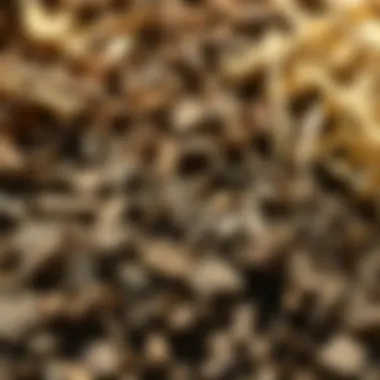 Diverse Mulching Materials for Optimal Soil Health Close-up of different mulching materials like wood chips and straw