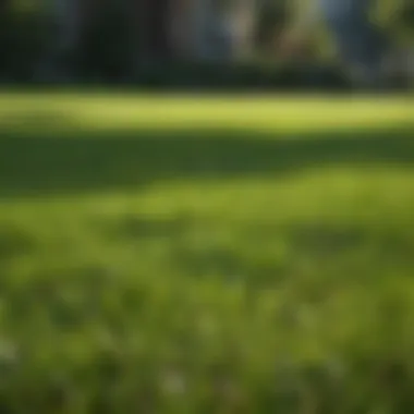 Lush Kentucky bluegrass lawn showcasing vibrant green color