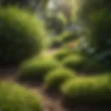 Vibrant St. Augustine grass lawn with dichondra presence
