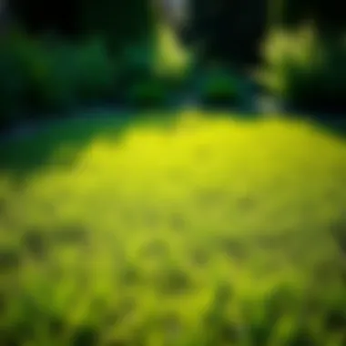 Lush Lawn with Centipede Grass and Compatible Varieties Lush centipede grass lawn with complementary species