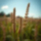 Optimal Pre-Emergent Solutions for Managing Sandburs Introduction