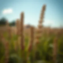 Optimal Pre-Emergent Solutions for Managing Sandburs Introduction