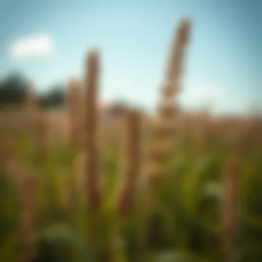 Optimal Pre-Emergent Solutions for Managing Sandburs Introduction Optimal Pre-Emergent Solutions for Managing Sandburs Introduction