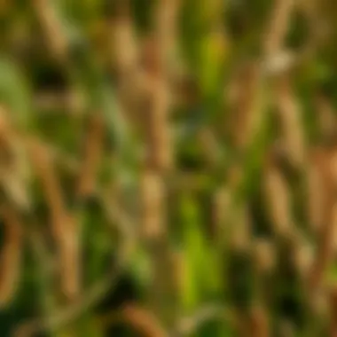 Notable Optimal Pre-Emergent Solutions for Managing Sandburs Notable Optimal Pre-Emergent Solutions for Managing Sandburs