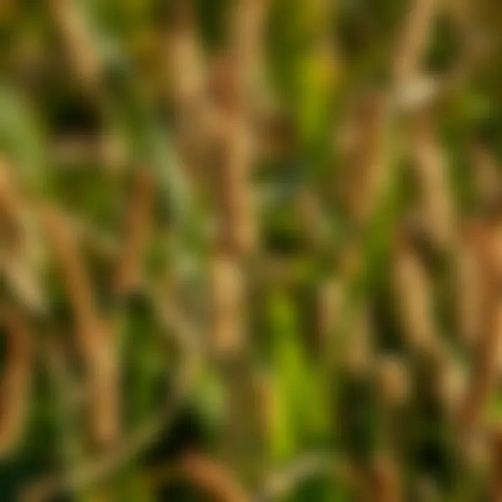 Notable Optimal Pre-Emergent Solutions for Managing Sandburs Notable Optimal Pre-Emergent Solutions for Managing Sandburs