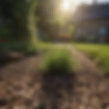 Optimal Timing for Planting New Grass Seed - Climate Impact Climate impact on grass growth in a garden