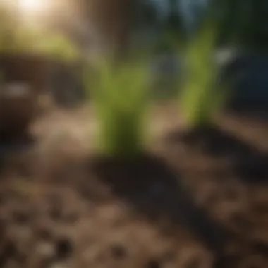 Different types of grass seeds in containers