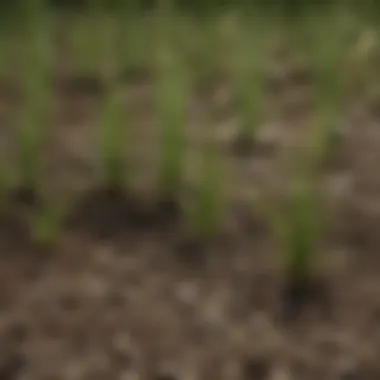 A close-up of various grass seed types on display