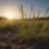 Rye grass seed in a field during optimal planting season