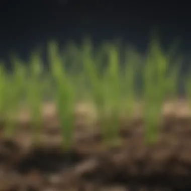 Healthy Rye Grass Seedlings Close-up of healthy rye grass seedlings