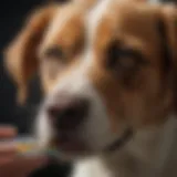 Close-up of a dog receiving oral medication for flea and tick prevention